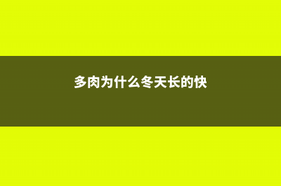 多肉冬天会徒长吗 (多肉为什么冬天长的快)