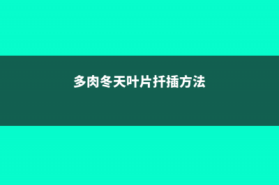 冬天多肉叶插的发芽率高吗 (多肉冬天叶片扦插方法)