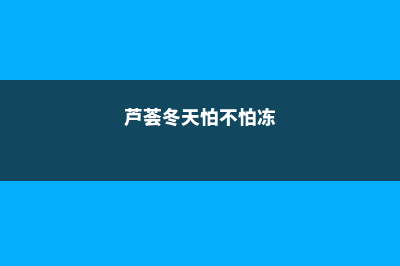 冬天芦荟会冻死吗 (芦荟冬天怕不怕冻)