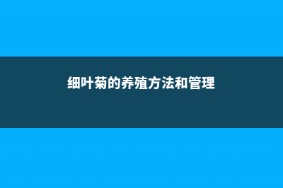 细叶菊的养殖方法 (细叶菊的养殖方法和管理)