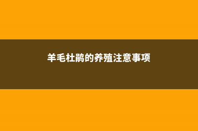 羊毛杜鹃的养殖方法及注意事项 (羊毛杜鹃的养殖注意事项)