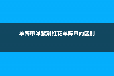 羊蹄甲与洋紫荆的区别 (羊蹄甲洋紫荆红花羊蹄甲的区别)