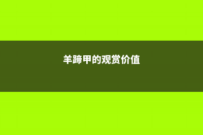 羊蹄甲的养殖方法及注意事项 (羊蹄甲的观赏价值)