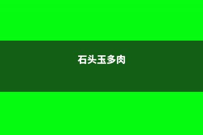 多肉玉米石的养殖方法 (石头玉多肉)