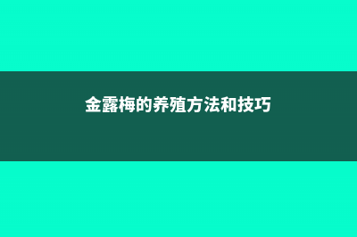 金露梅的养殖方法 (金露梅的养殖方法和技巧)