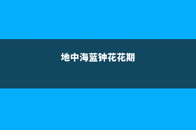 地中海蓝钟花的养殖方法 (地中海蓝钟花花期)