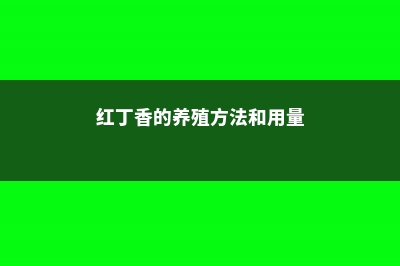 红丁香的养殖方法及注意事项 (红丁香的养殖方法和用量)