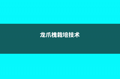 龙爪槐的养殖方法及注意事项 (龙爪槐栽培技术)