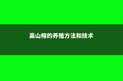 高山榕的养殖方法及注意事项 (高山榕的养殖方法和技术)