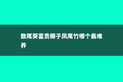 散尾葵与富贵椰子的区别 (散尾葵富贵椰子凤尾竹哪个最难养)