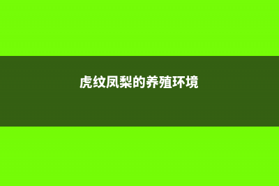 虎纹凤梨的养殖方法及注意事项 (虎纹凤梨的养殖环境)