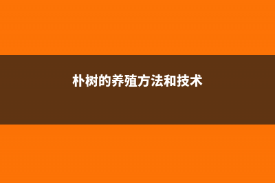 朴树的养殖方法及注意事项 (朴树的养殖方法和技术)