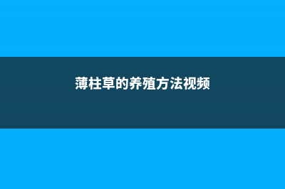 薄柱草的养殖方法及注意事项 (薄柱草的养殖方法视频)