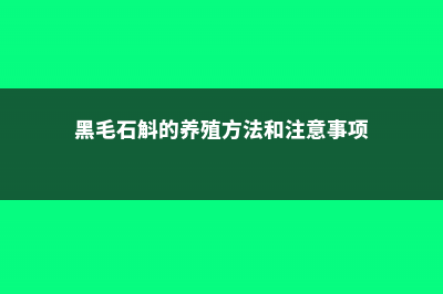 黑毛石斛的养殖方法及注意事项 (黑毛石斛的养殖方法和注意事项)