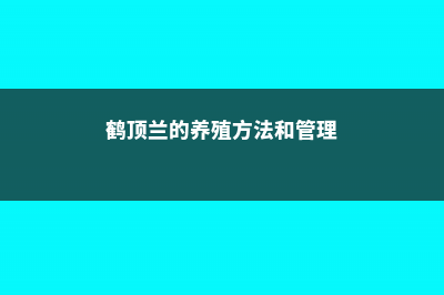 鹤顶兰的养殖方法 (鹤顶兰的养殖方法和管理)