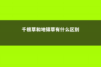 千根草和地锦草的区别 (千根草和地锦草有什么区别)