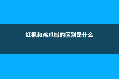 红枫和鸡爪槭的区别，这四点都能区分开！ (红枫和鸡爪槭的区别是什么)