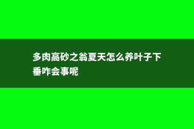 多肉高砂之翁怎么养 (多肉高砂之翁夏天怎么养叶子下垂咋会事呢)