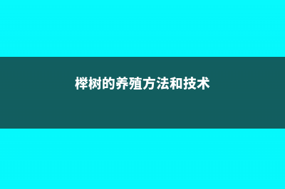 榉树的养殖方法及注意事项 (榉树的养殖方法和技术)