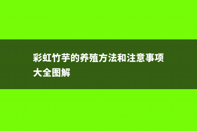 彩虹竹芋的养殖方法 (彩虹竹芋的养殖方法和注意事项大全图解)