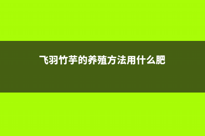 飞羽竹芋的养殖方法及注意事项 (飞羽竹芋的养殖方法用什么肥)