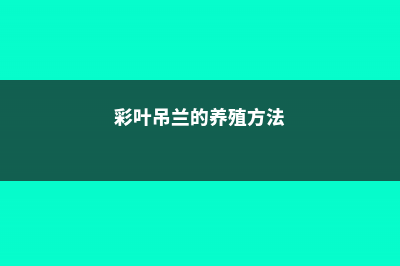 彩叶吊兰的养殖方法 (彩叶吊兰的养殖方法)