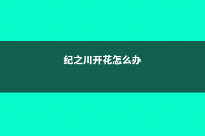 纪之川多肉怎么养 (纪之川开花怎么办)