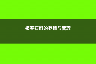 报春石斛的养殖方法及注意事项 (报春石斛的养殖与管理)