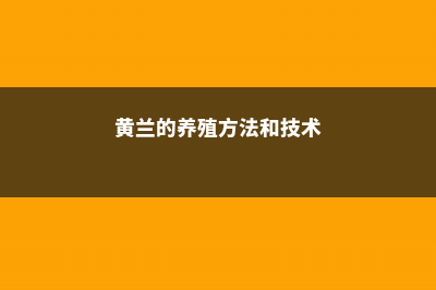 黄兰的养殖方法及注意事项 (黄兰的养殖方法和技术)