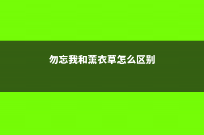 勿忘我和薰衣草的区别，四点不同快速区分！ (勿忘我和薰衣草怎么区别)