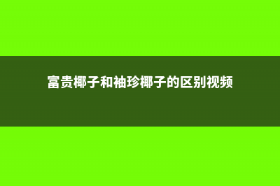 富贵椰子和袖珍椰子的区别 (富贵椰子和袖珍椰子的区别视频)