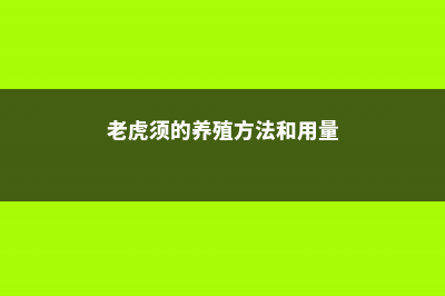 老虎须的养殖方法及注意事项 (老虎须的养殖方法和用量)