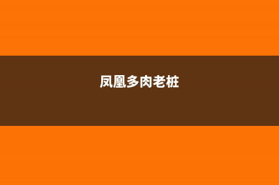 多肉青凤凰的养殖方法及注意事项 (凤凰多肉老桩)