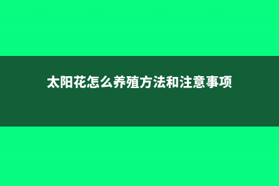 太阳花怎么养 (太阳花怎么养殖方法和注意事项)