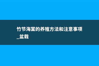 竹节海棠的养殖方法及注意事项 (竹节海棠的养殖方法和注意事项 盆栽)