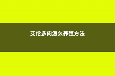 艾伦多肉怎么养 (艾伦多肉怎么养殖方法)