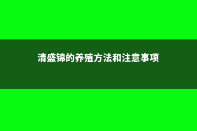 多肉清盛锦怎么养 (清盛锦的养殖方法和注意事项)