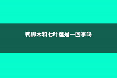 鸭脚木和七叶莲的区别 (鸭脚木和七叶莲是一回事吗)