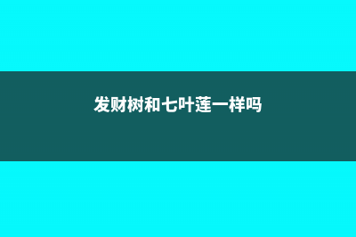 发财树和七叶莲的区别 (发财树和七叶莲一样吗)