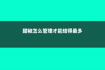 甜椒怎么储存 (甜椒怎么管理才能结得最多)