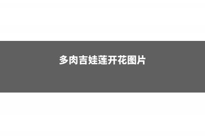 多肉吉娃莲与卡罗拉傻傻分不清楚？四点轻松区分！ (多肉吉娃莲开花图片)