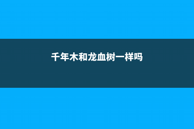 千年木和龙血树一样吗 (千年木和龙血树一样吗)