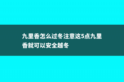 九里香怎么过冬 (九里香怎么过冬注意这5点九里香就可以安全越冬)