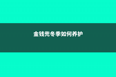 金钱兜怎么过冬 (金钱兜冬季如何养护)