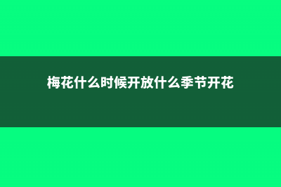 梅花什么时候开花 (梅花什么时候开放什么季节开花)