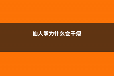 仙人掌为什么会长刺 (仙人掌为什么会干瘪)