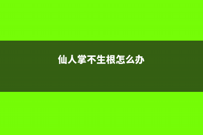 仙人掌没根能活吗 (仙人掌不生根怎么办)