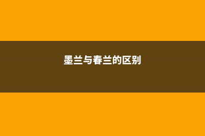 墨兰和春兰有什么区别？看花来区分！ (墨兰与春兰的区别)