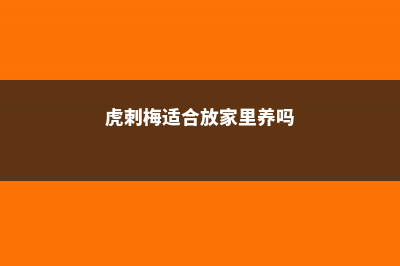 虎刺梅适合放家里养吗？ (虎刺梅适合放家里养吗)