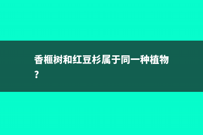 香榧与红豆杉的区别 (香榧树和红豆杉属于同一种植物?)